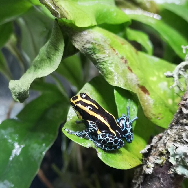 Dart Frog Ranitomeya amazonica 'Golden'