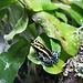 Dart Frog Ranitomeya amazonica 'Golden'