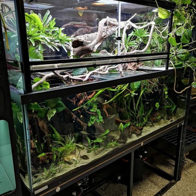 Lizard PREORDER Caiman Lizard, Dracaena guianensis