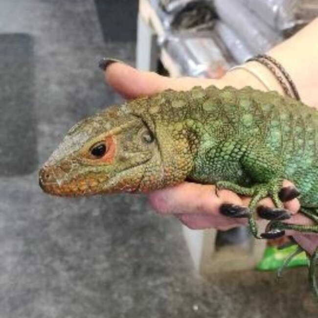 Lizard PREORDER Caiman Lizard, Dracaena guianensis