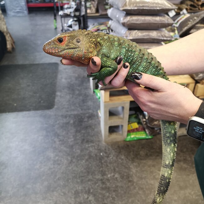 Lizard PREORDER Caiman Lizard, Dracaena guianensis