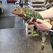 PREODER Caiman Lizard, Dracaena guianensis