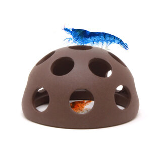 Aquavitro Shrimp Dome Aquavitro Shrimp Dome