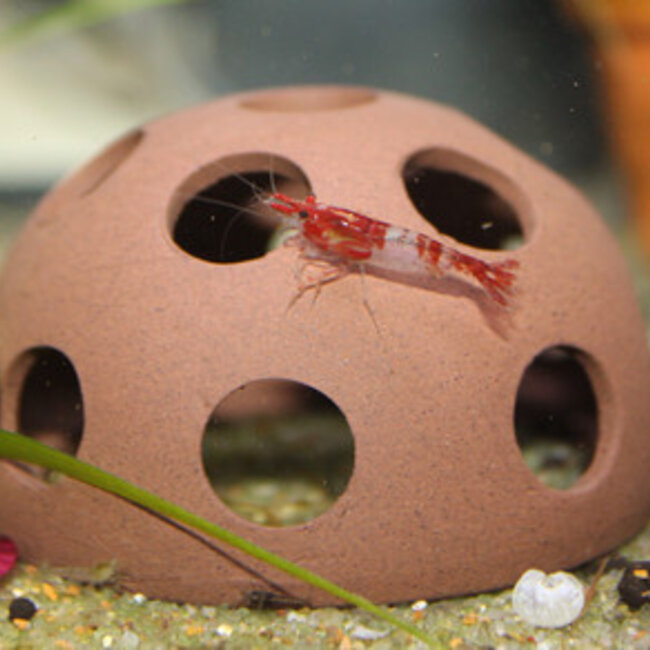 Seachem Aquavitro Shrimp Dome