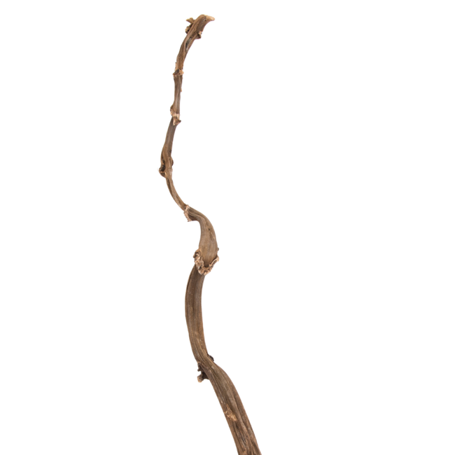 Monkey Vine 3 foot length - single