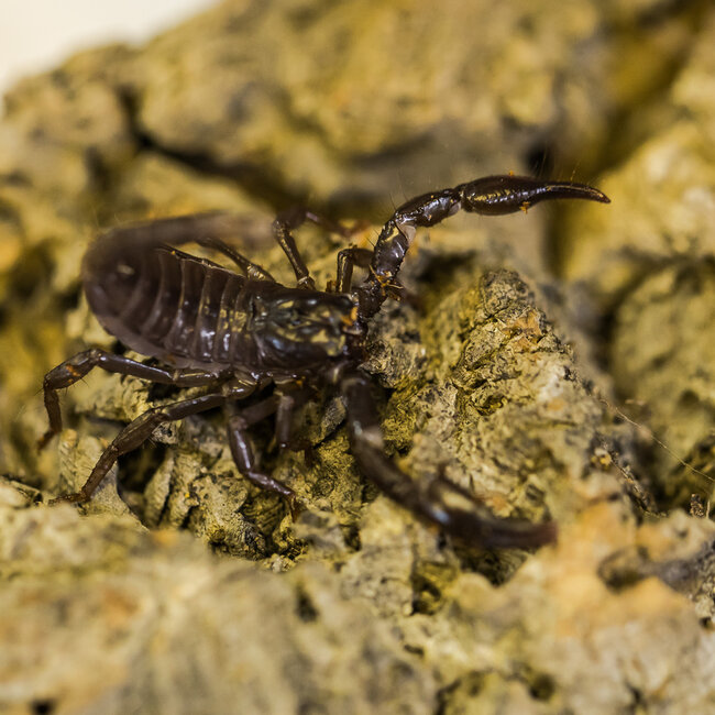 Asian Black Forest Scorpion Baby