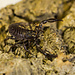 Asian Black Forest Scorpion Baby