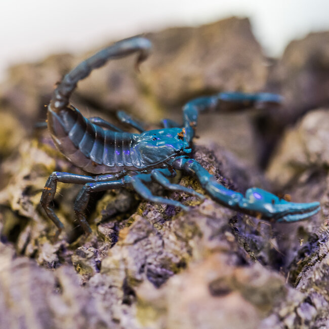 Asian Black Forest Scorpion Baby