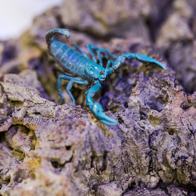 Asian Black Forest Scorpion Baby
