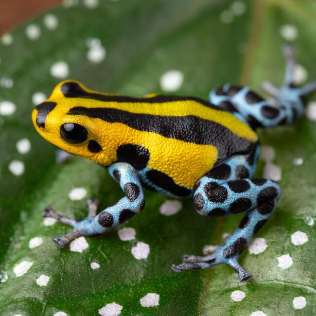 Dart Frog Ranitomeya sirensis 'Pachitea Yellow'
