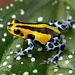 Ranitomeya sirensis 'Pachitea Yellow'