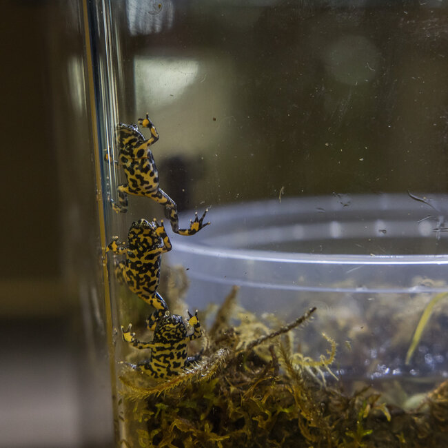 Fire Belly Toad CBB