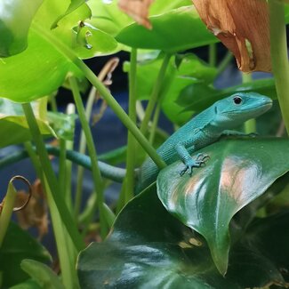 Green Keel Bellied Lizard 2024