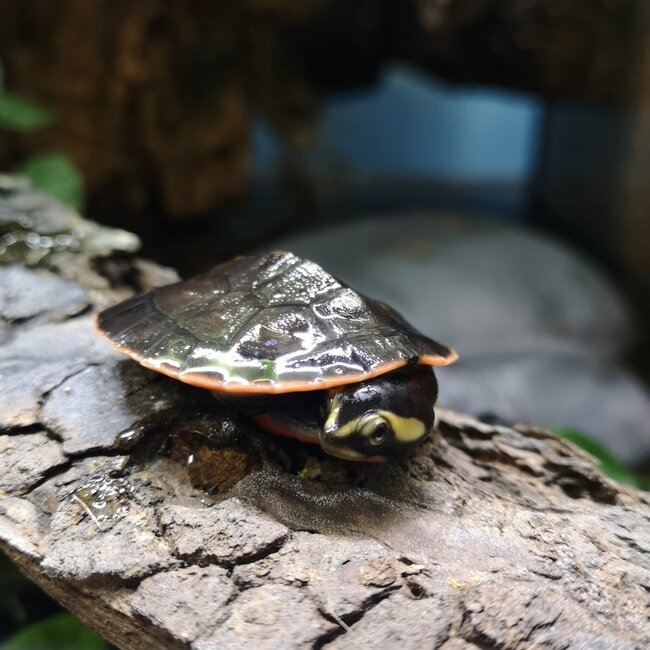 PREORDER Pink Belly Side Neck Turtle