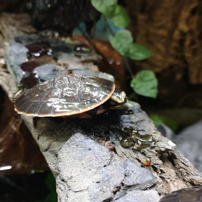 PREORDER Pink Belly Side Neck Turtle