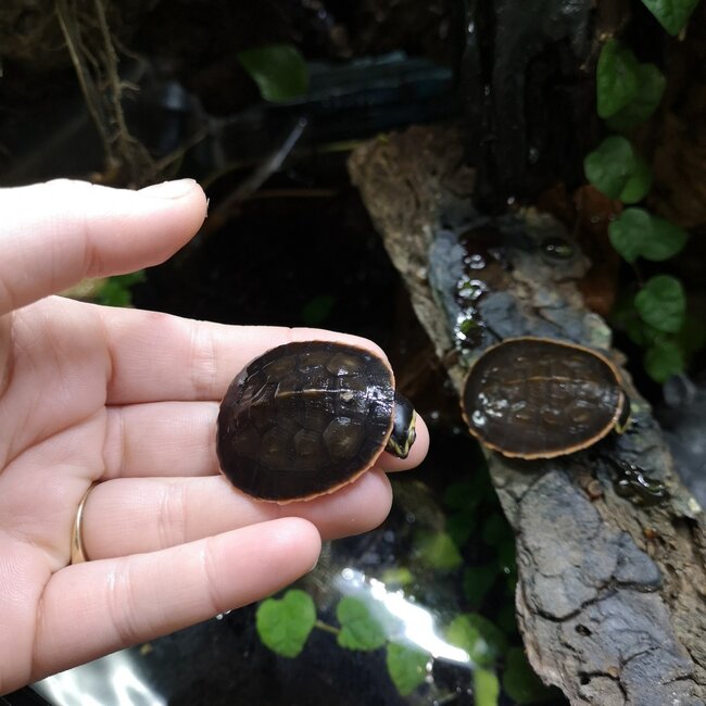 PREORDER Pink Belly Side Neck Turtle