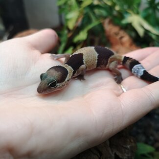 Normal Fat Tail Gecko 'N5' het Amel/Zulu/Patternless