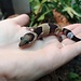 Normal Fat Tail Gecko 'N5' het Amel/Zulu/Patternless