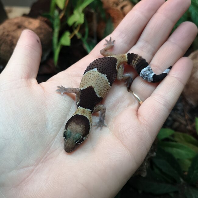 Normal Fat Tail Gecko 'N5' het Amel/Zulu/Patternless