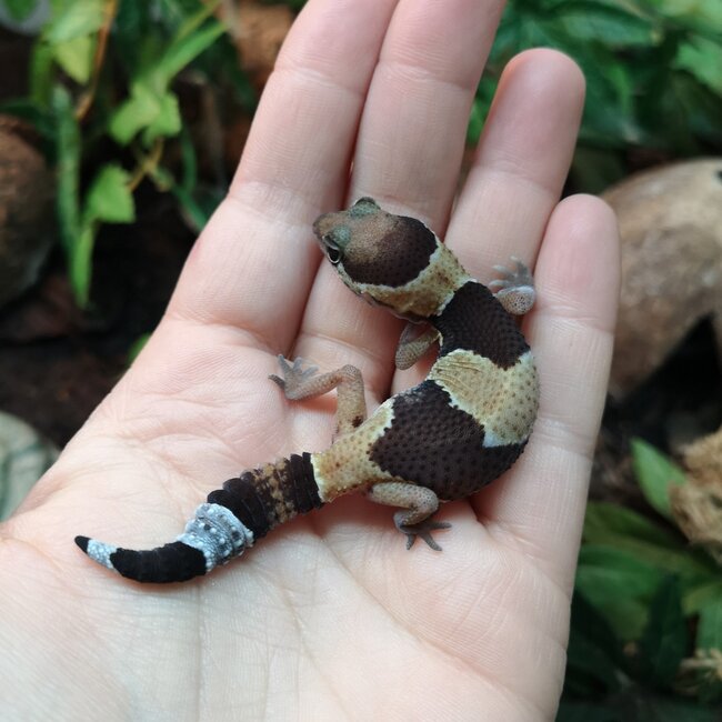 Normal Fat Tail Gecko 'N5' het Amel/Zulu/Patternless