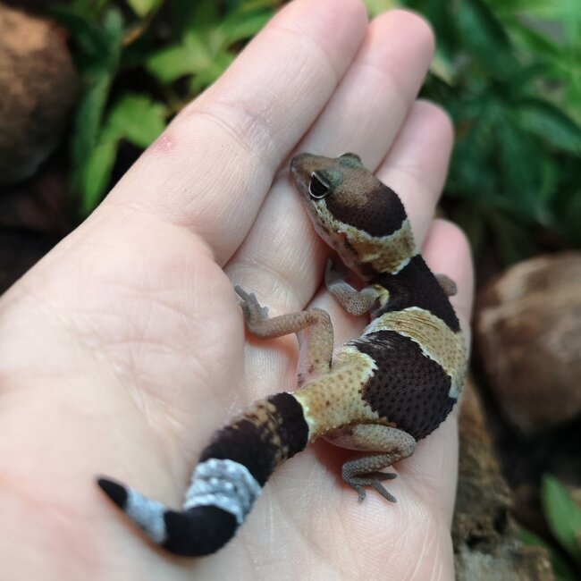 Normal Fat Tail Gecko 'N5' het Amel/Zulu/Patternless