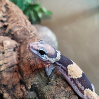 Normal Fat Tail Gecko 'N4' het Patternless / Caramel Albino