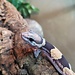 Normal Fat Tail Gecko 'N4' het Patternless / Caramel Albino