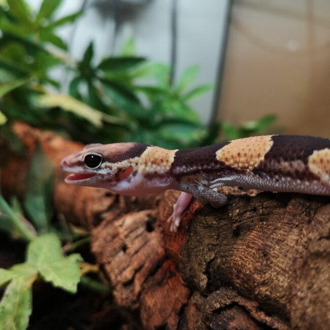 Normal Fat Tail Gecko 'N4' het Patternless / Caramel Albino