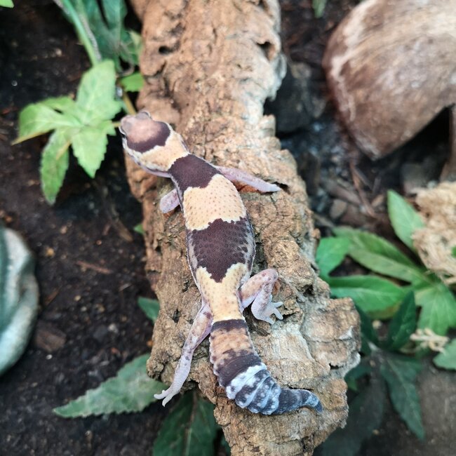 Normal Fat Tail Gecko 'N4' het Patternless / Caramel Albino
