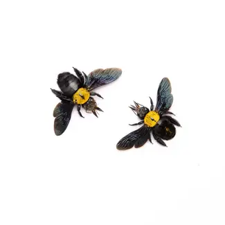 Dry Taxidermy Yellow Carpenter Bee