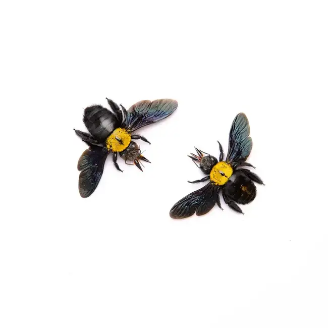 Dry Taxidermy Yellow Carpenter Bee