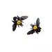 Dry Taxidermy Yellow Carpenter Bee