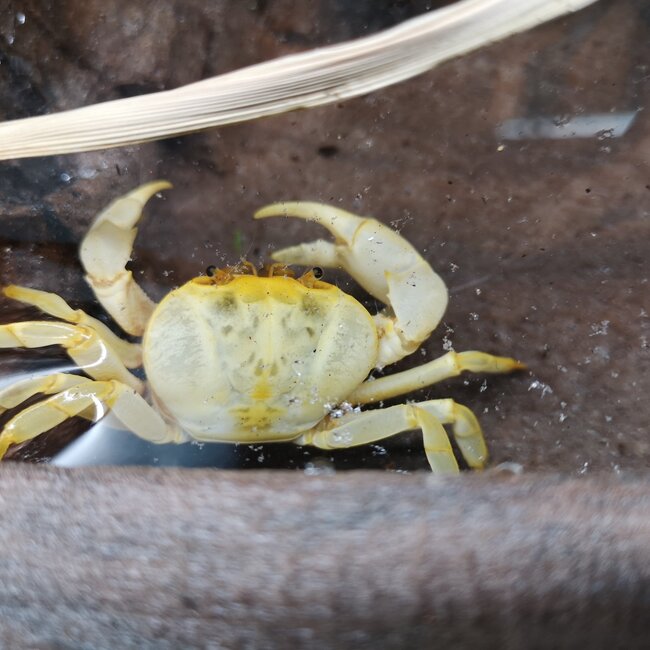 Banana Crab Large (Geosesarma sp.)