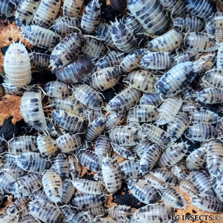 Isopod Porcellio laevis 'Dairy Cow' 20 pack Isopod