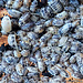 Isopod Porcellio laevis 'Dairy Cow' 20 pack Isopod