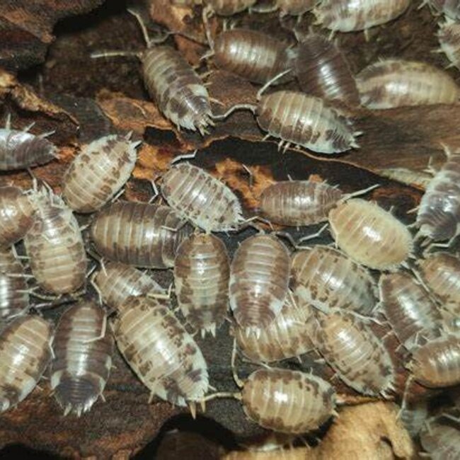 Porcellio laevis 'Milkback' 20 Pack Isopod