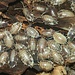 Isopod Porcellio laevis 'Milkback' 20 Pack Isopod