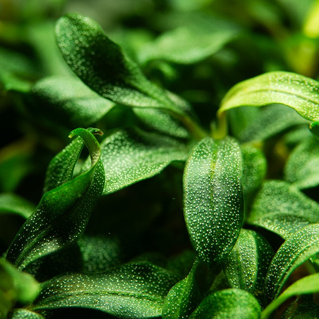 Tropica Bucephalandra sp. 'Needle Leaf' 1-2-Grow