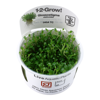 Tropica Glossostigma elatinoides 1-2-Grow!