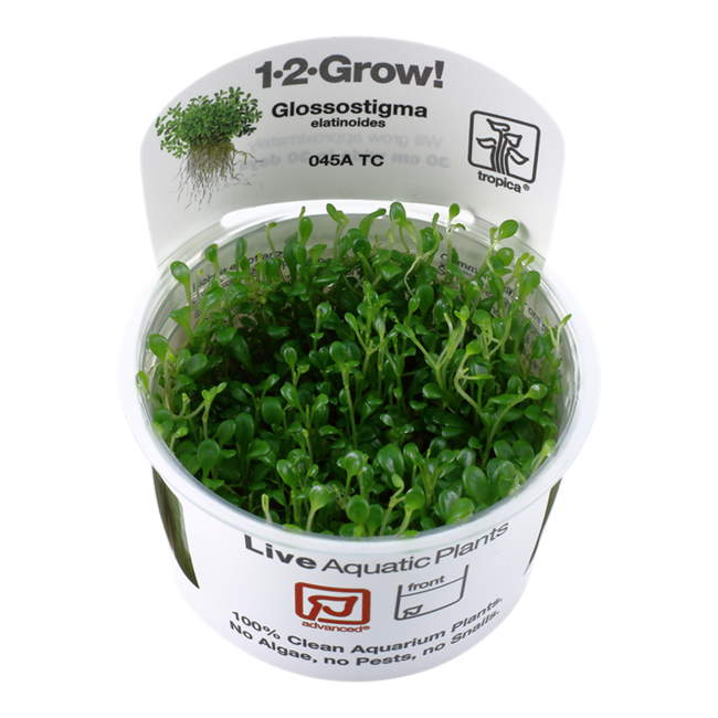 Tropica Glossostigma elatinoides 1-2-Grow!