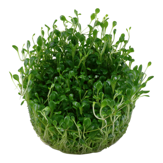 Tropica Glossostigma elatinoides 1-2-Grow!