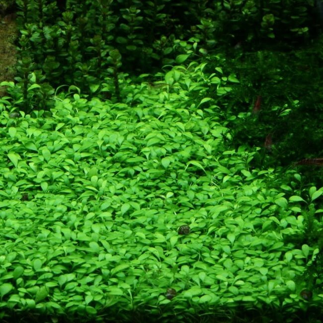 Tropica Glossostigma elatinoides 1-2-Grow!