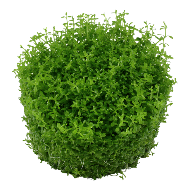 Tropica Micranthemum callitrichoides 'Cuba'