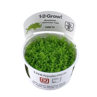 Tropica Micranthemum callitrichoides 'Cuba'