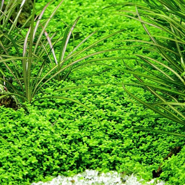 Tropica Micranthemum callitrichoides 'Cuba'