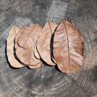 Small Cashew Leaves 10 Pack