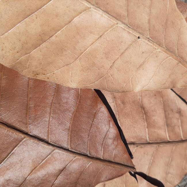 Small Cashew Leaves 10 Pack