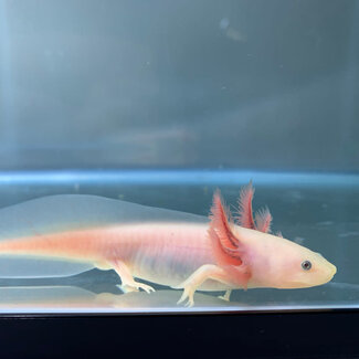 PREORDER Axolotl Leucistic