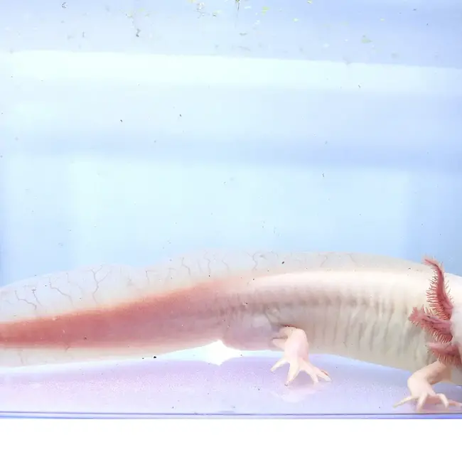 PREORDER Axolotl Leucistic