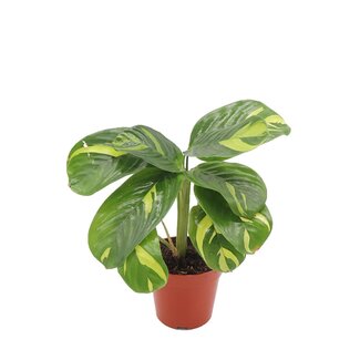 Live Plant Ctenanthe lubbersiana 4"